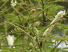 Khair (Acacia catechu) flowers at Hyderabad, AP W IMG 7261.jpg