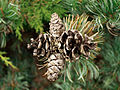 Pinus parviflora könglar