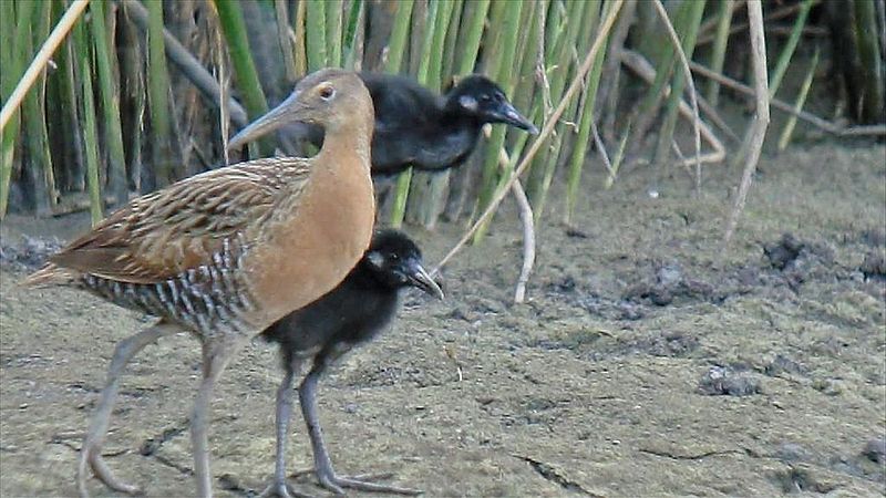 File:King Rail and young (8425429508).jpg