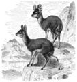 Klipspringer