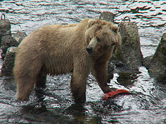 Kodiak bear