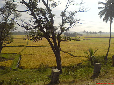 Paddy fields at Kollegal town