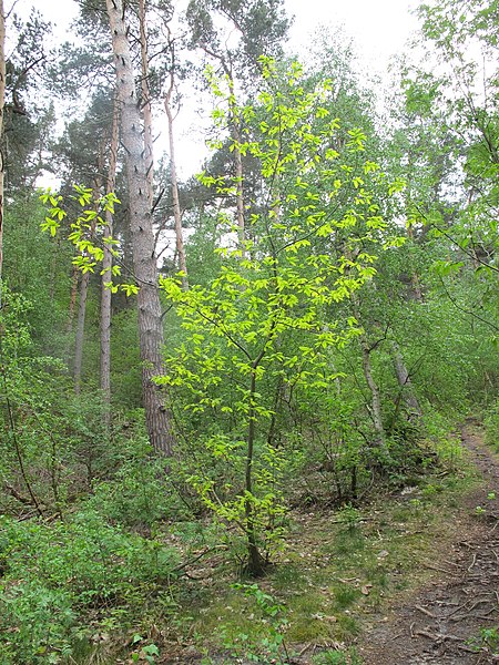 File:Korina 2011-03-19 Castanea sativa 3.jpg