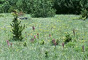 Causse du Larzac: Orchis purpurea-Wiese