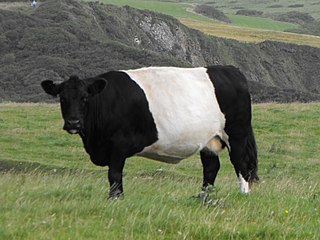 <span class="mw-page-title-main">Lakenvelder cattle</span> Dutch breed of dairy cattle