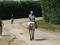 Français : Cheval équipé pour le cross vu de dos