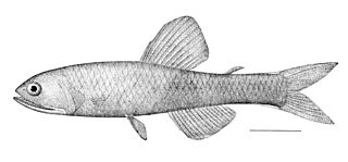 <i>Lampanyctus</i> Genus of fishes