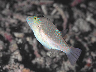 <i>Canthigaster epilampra</i> Species of fish