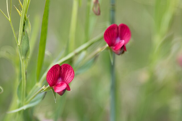 Description de l'image Lathyrus cicera (Gesse chiche) - 40.jpg.