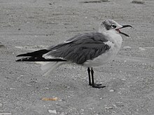 Laughing Gull in winter plumage, Lido Beach, Florida.jpg