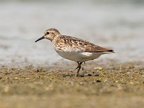 Least sandpiper in Jamaica Bay Wildlife Refuge