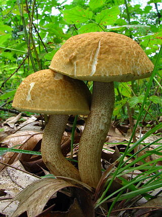 <i>Leccinum rugosiceps</i> Species of fungus