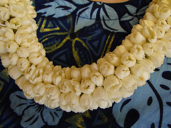 A fragrant lei of fresh pikake (Arabian jasmine)