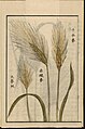 Triticum monococcum, illustration from the Japanese agricultural encyclopedia Seikei Zusetsu (1804)