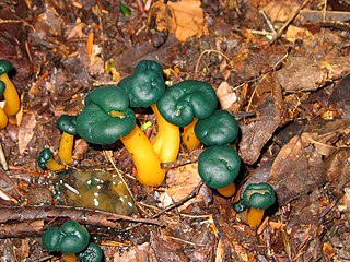 <i>Leotia viscosa</i> Species of fungus