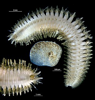 <i>Lepidonotus squamatus</i> Species of annelid worm