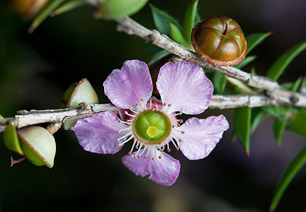 en:Leptospermum squarrosum, by JJ Harrison