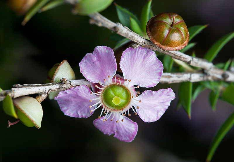 Peach Tree Flower Essence