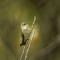 Tumbes hummingbird