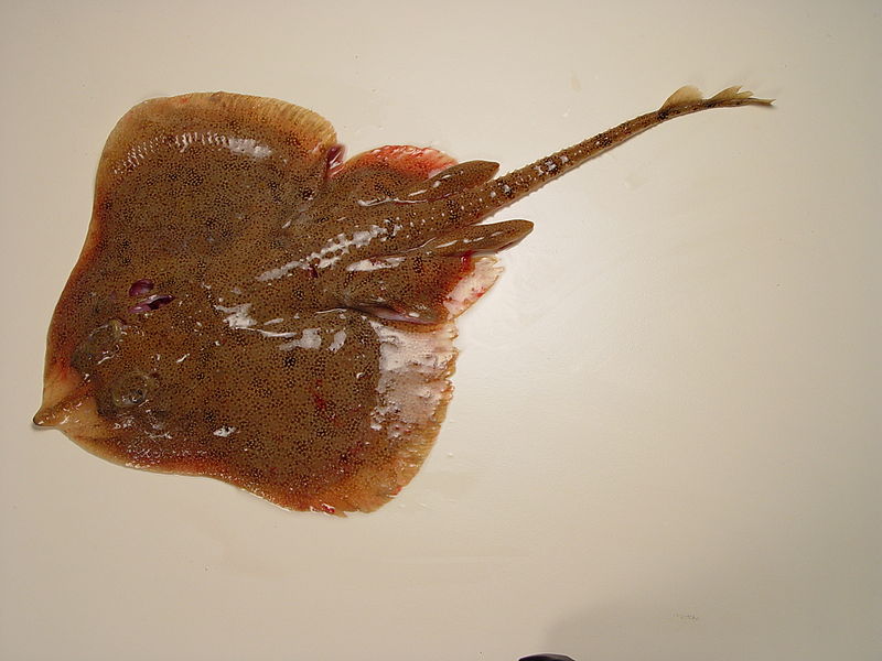 File:Leucoraja garmani.jpg