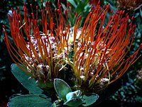 Leucospermum gueinzii