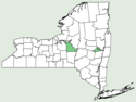 Leucospora multifida NY-dist-map.png