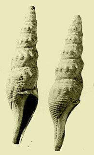 Leucosyrinx rabbidgei