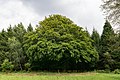 Lichtenau - 2017-08-20 - ND 05 2-3-6 Hudebuche (06) .jpg