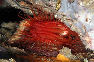 Limidae Family of bivalves