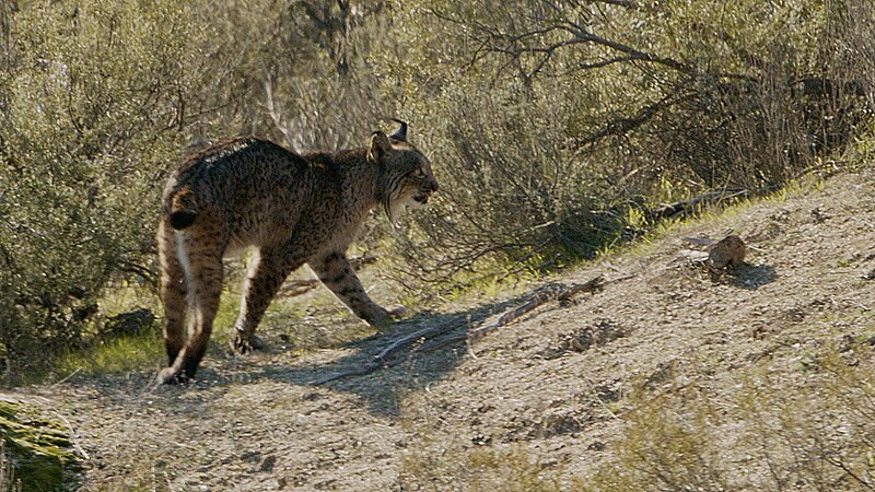 File:Lince ibérico 02.jpg