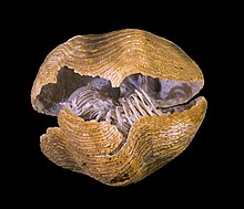 Fossile de brachiopode, avec deux valves contenant un organe particulier fossilisé, le lopophore.