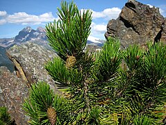 Lodgepole Pine near Lake Wiseman