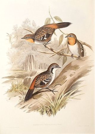 <span class="mw-page-title-main">Logrunners</span> Group of birds