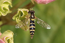 Long hoverfly (Sphaerophoria scripta) female.jpg