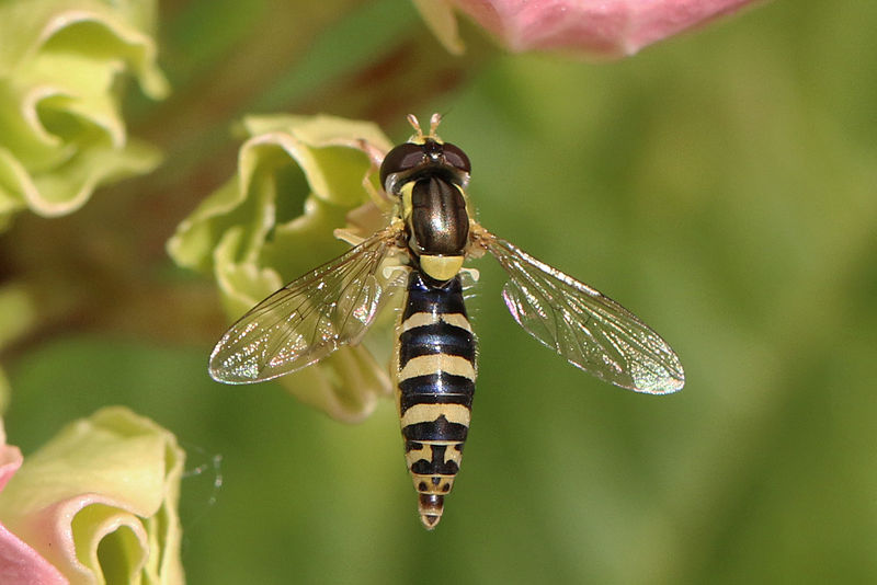 File:Long hoverfly (Sphaerophoria scripta) female.jpg