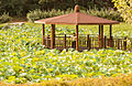 Lotus du lac dans le parc Seonam (Nam-gu).