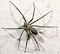 Spider, arachnid