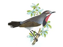 Luscinia pectoralis tschebaiewi, a synonym of Calliope tschebaiewi in a 1877 illustration. LusciniaTschebaiewi.jpg