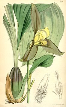 Lycaste lasioglossa.jpg