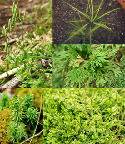 小葉植物