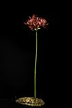 Lycoris radiata Double-flowered, From Ehime pref., Japan