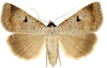 Lygephila lusoria lusoria נקבה.jpg