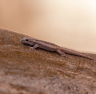 Kluges dwarf gecko Species of lizard