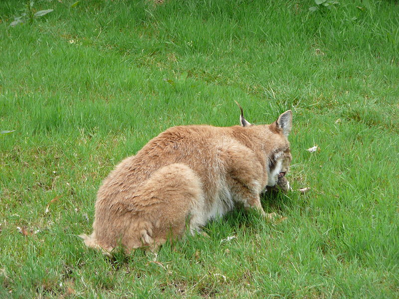 File:Lynx lynx eating meat in Howletts Wild Animal Park.jpg