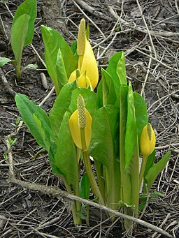 Lysichiton americanus 38261