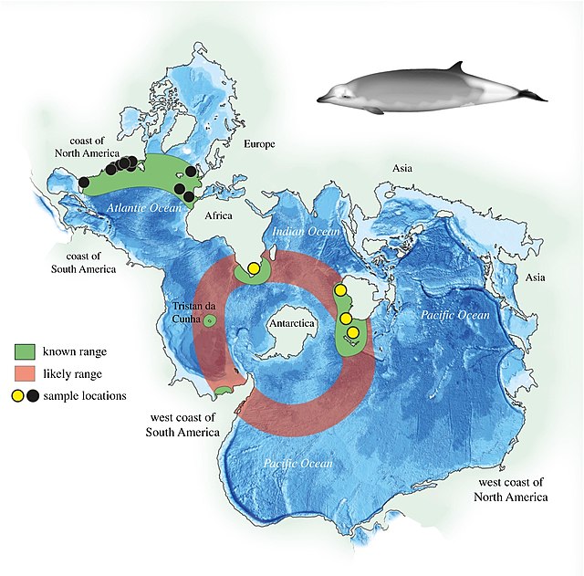 アカボウモドキとラマリハクジラ（英語版）の生息域