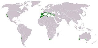 <span class="mw-page-title-main">Maquis shrubland</span> Type of biome in the Mediterranean region