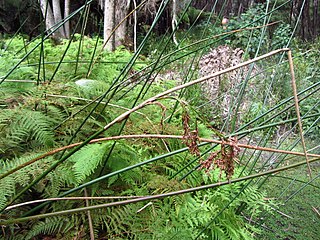 <i>Baumea articulata</i> Species of grass-like plant