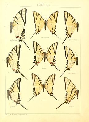 Beschreibung des Bildes Macrolepidoptera15seit 0039.jpg.