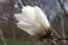 Magnolia zenii (Zen Magnolia) (34019765225).jpg